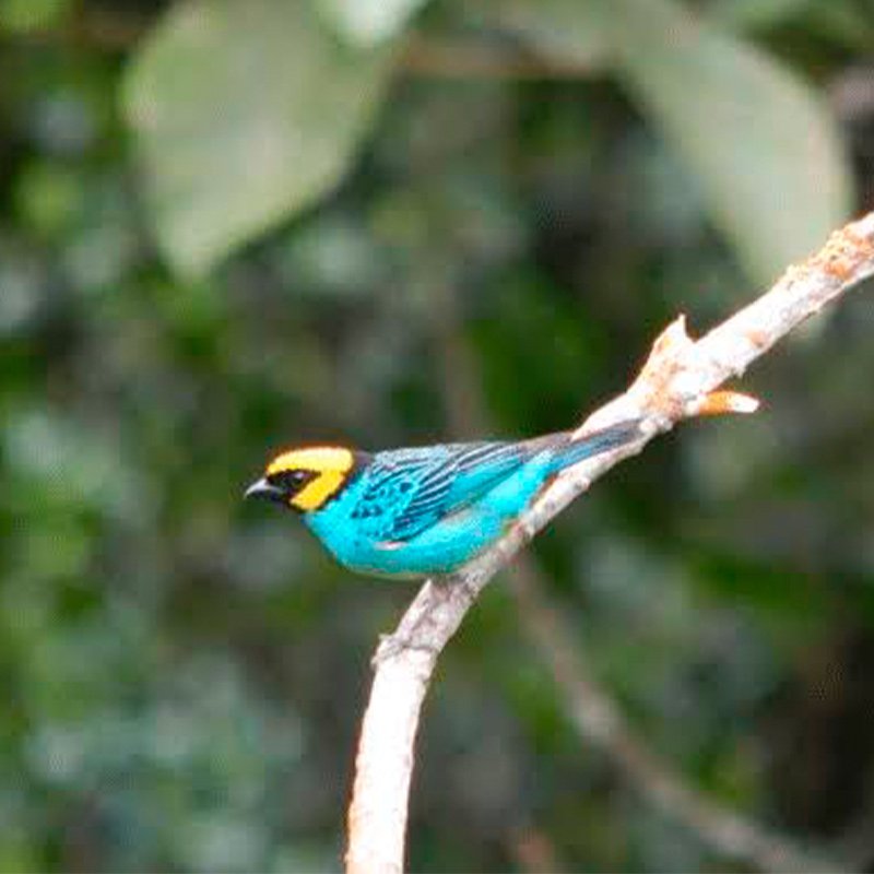 Aves de la zona